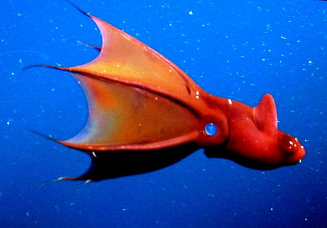 Piovra vampiro