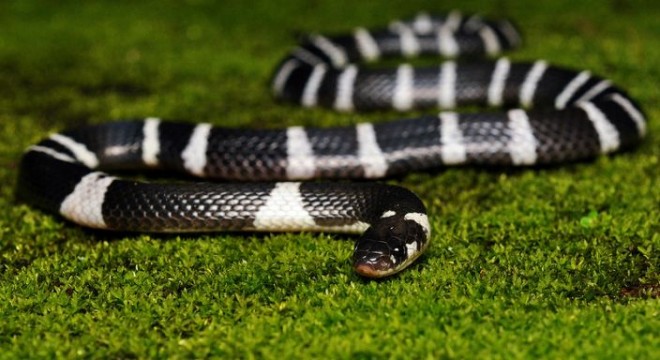 Blue-Krait-Markus-Oulehla-Flickr