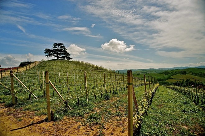 Barolo
