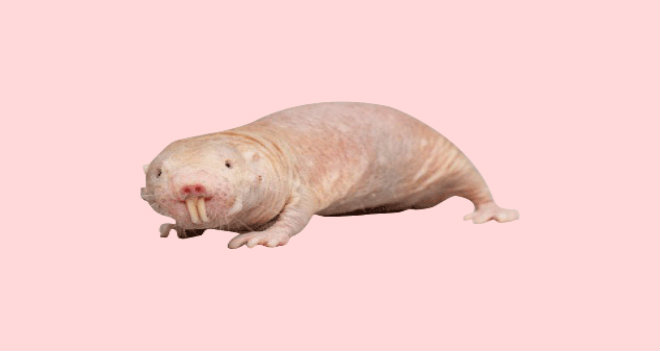 talpa