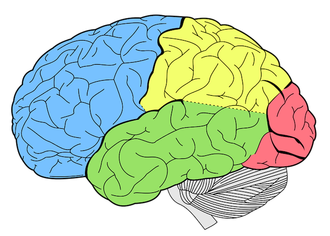 Brain