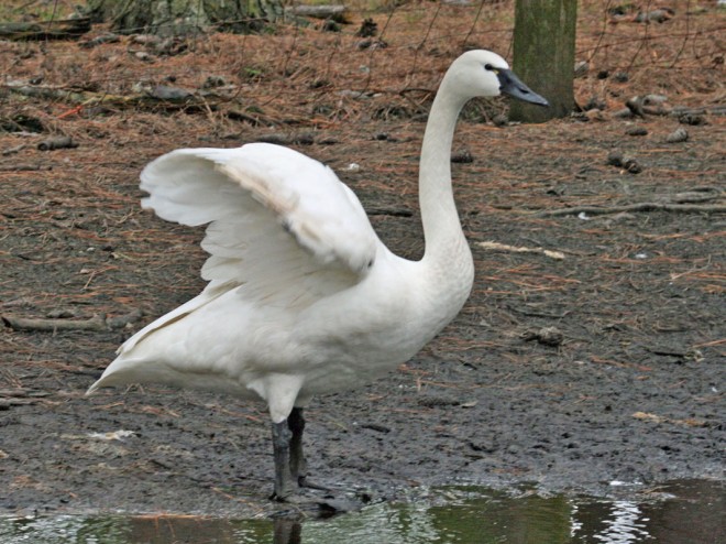 Cigno Trombettiere