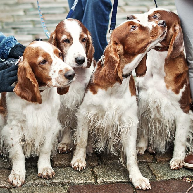 four young cocker spaniel