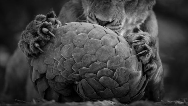 lance-van-de-vyver_wildlife-photographer-of-the-year-750x422