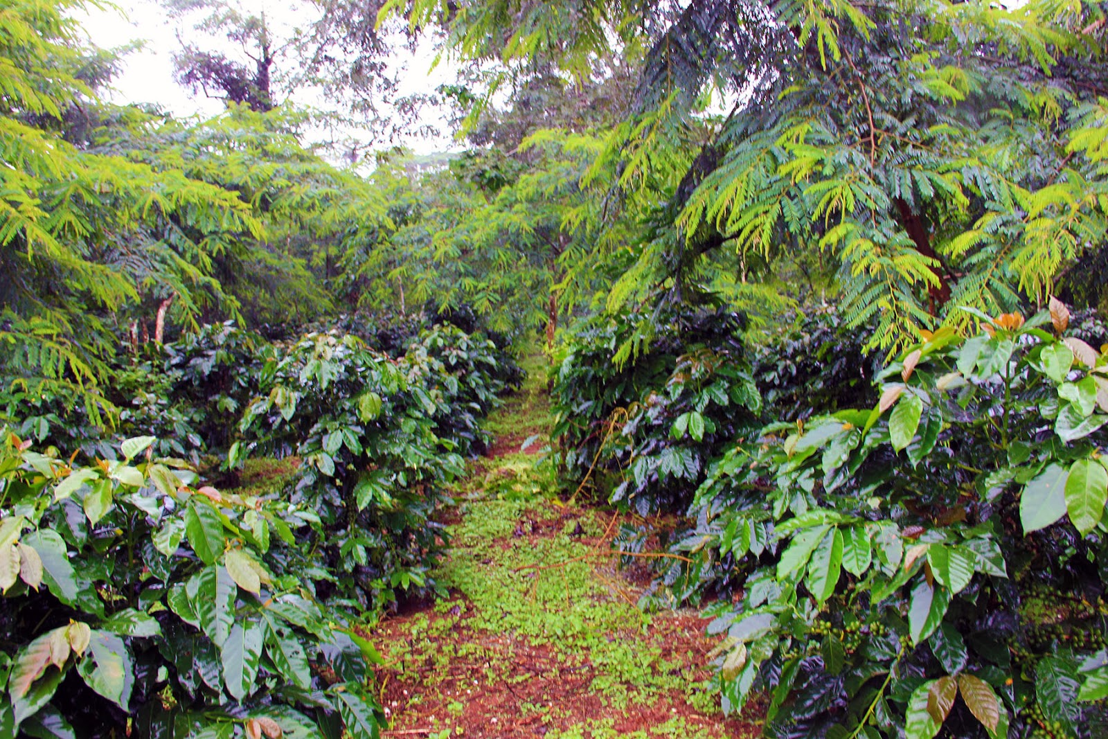 laos coffee