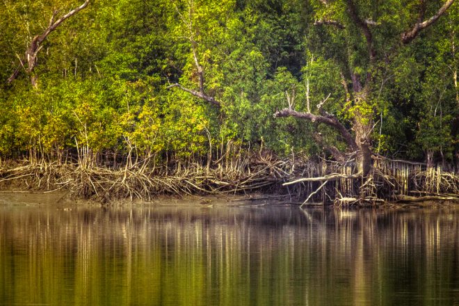 SUNDARBANS