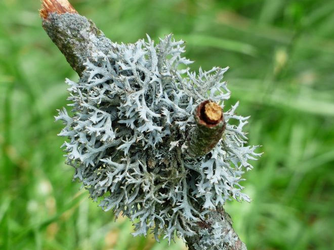 licheni
