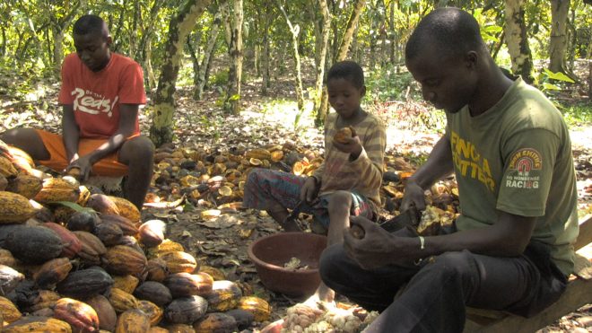 cacao