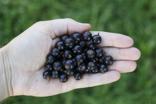 Ribes nero
