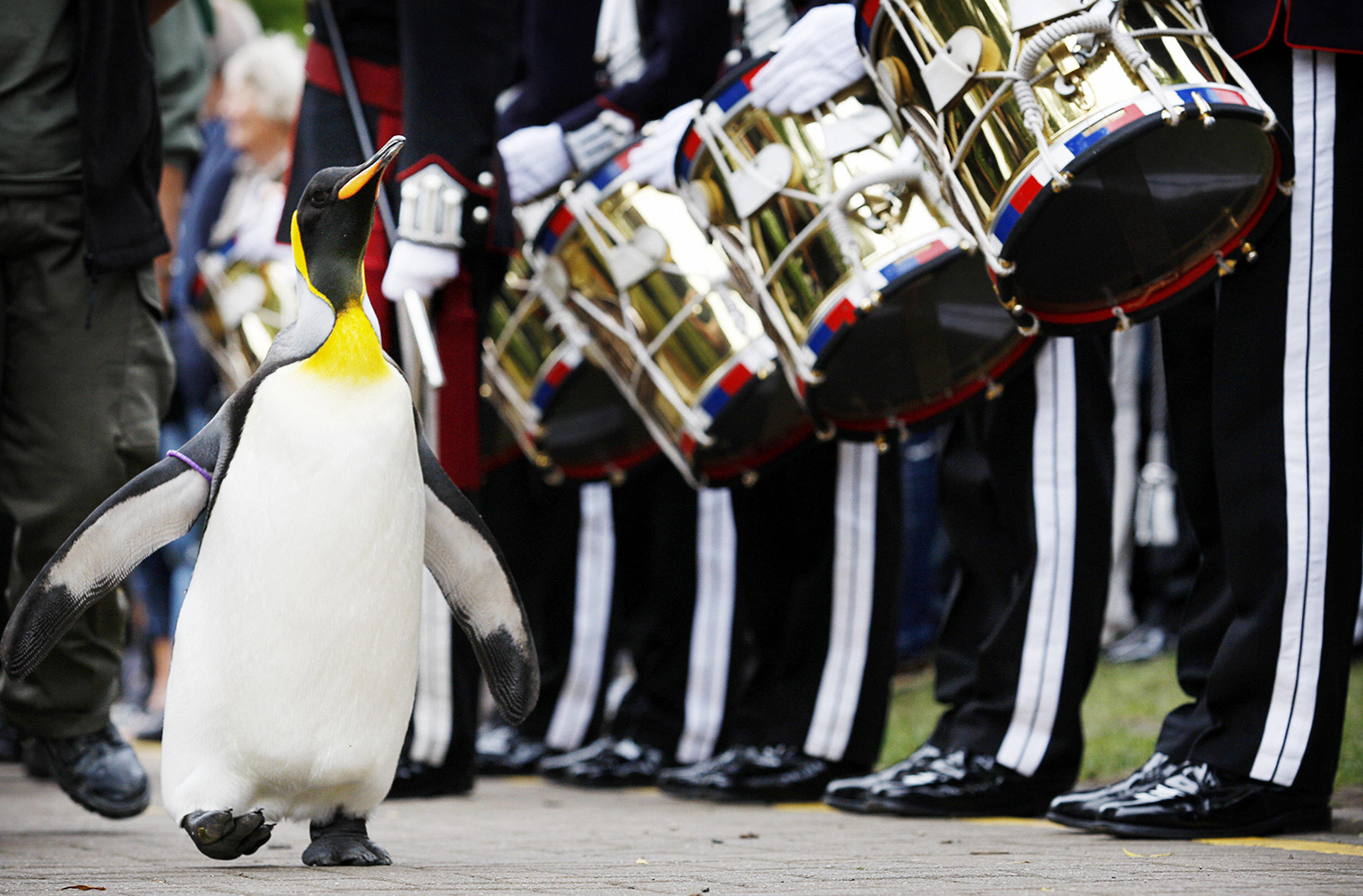 Nils Olav-pinguino
