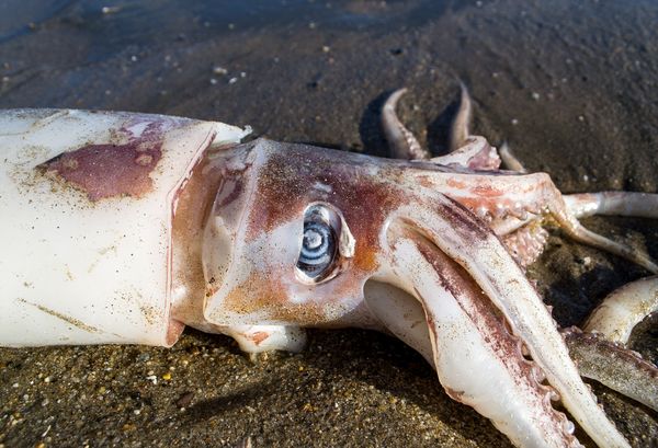 calamari