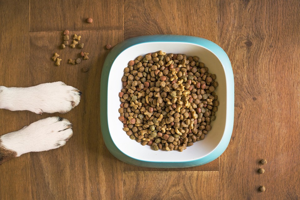 https://pixabay.com/it/photos/cibo-per-cani-ciotola-del-cane-5168940/